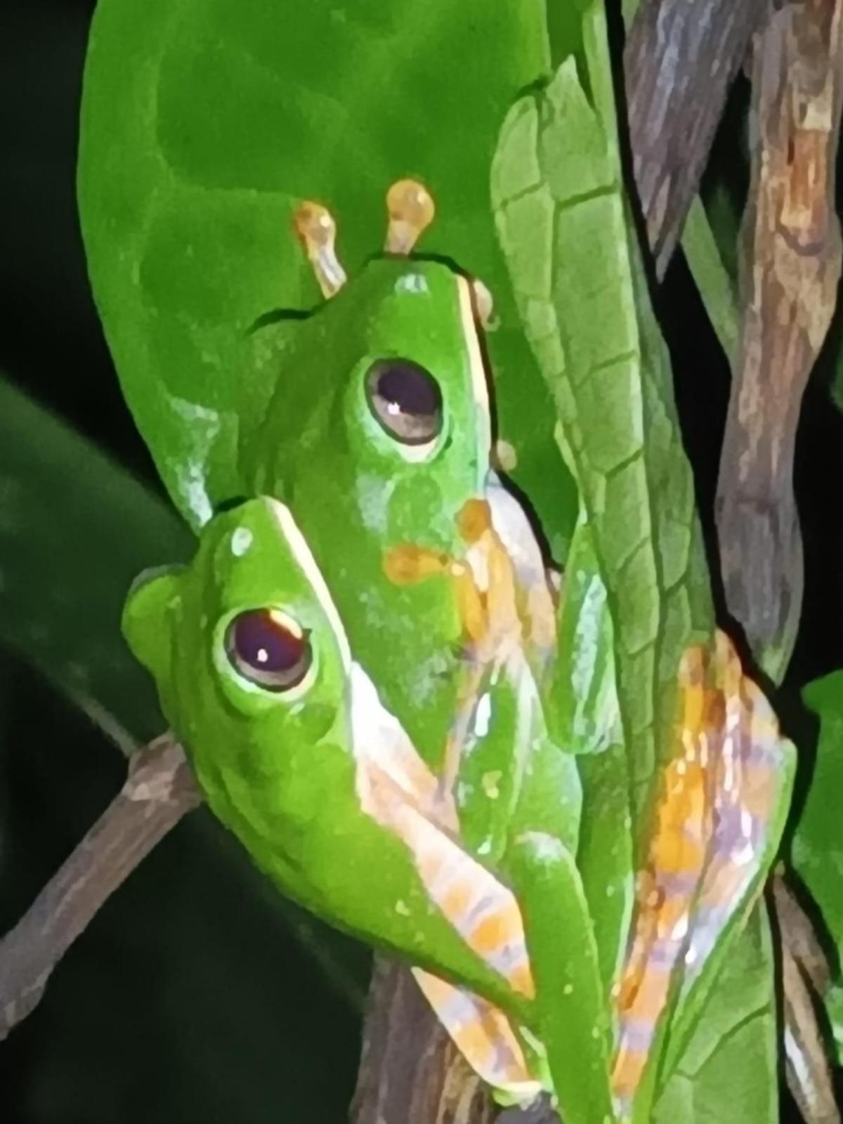 Misahualli Laguna Paikawe B&B מראה חיצוני תמונה